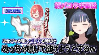 【鍋パコラボ裏話】コラボ中に起きていたあかぴゃと猫との攻防を語るしーちゃん【にじさんじ　小清水透　獅子堂あかり　フレンEルスタリオ】