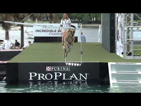 2013 IDC Eastern Regionals - St. Petersburg Overview