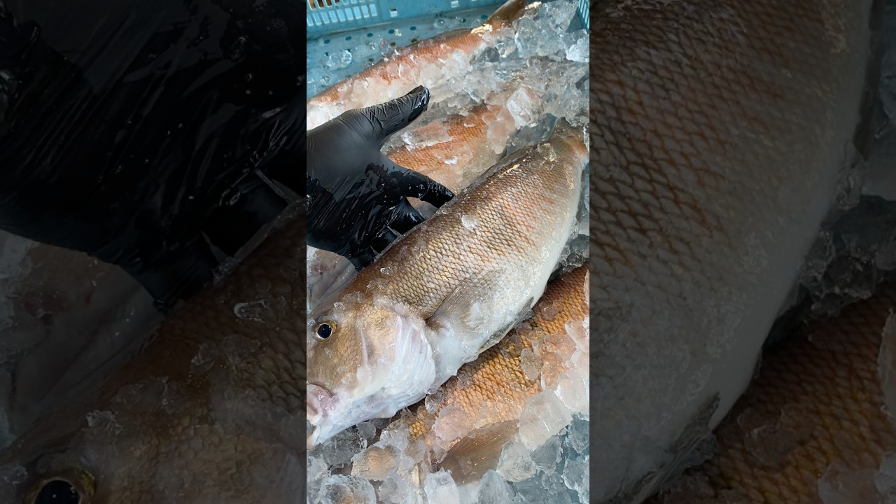 明日うお一番伝説の高級魚ハイパーセール⁉️ #うお一番 #市場 #海鮮好き