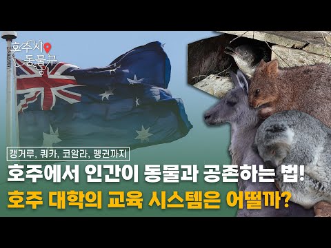 호주에서 인간이 동물과 공존하는 법! 호주 대학의 교육 시스템은 어떨까? [호주시 동물구 2부]