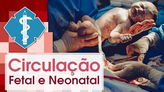 Circulação Fetal e Neonatal | Material para Estudo