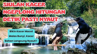 Download lagu PANCINGAN KACER NGEPLONG || DI JAMIN BIKIN KACER MACET MALAS BUNYI, KACER BAHAN LANGSUNG NYAUT !!! mp3