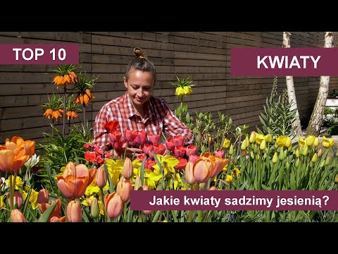 Jakie kwiaty sadzimy jesienią 10 najpiękniejszych kwiatów cebulowych. Kwiaty w ogrodzie.