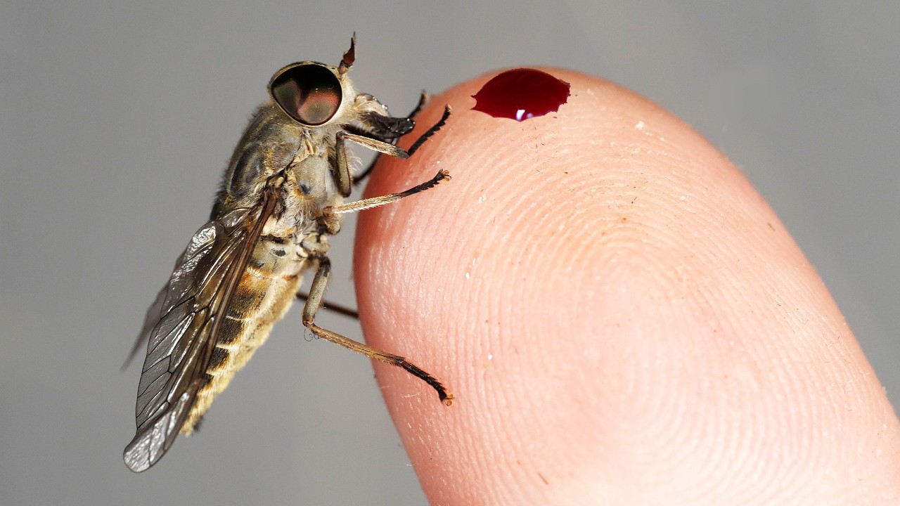 Muchy końskie - FAKTY i MITY