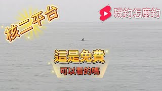 核二平台 聽說最近有點東西  沒想到遇到了要花錢才能看的動物  #磯釣怎麼釣 #fishing #磯釣 #海釣り  #海釣 #釣魚