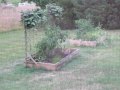 Groundhog in the Garden - Ground Hog eating the ...