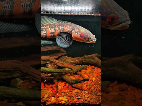 Lóc vẩy rồng đỏ - Red Barito #bumfish #chana