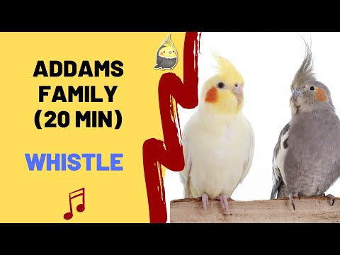 ADDAMS FAMILY WHISTLE - Cockatiel Singing Training - Bird Whistling Practice