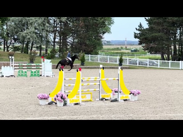 JHONNY DU THAR &ndash; Hongre SF &ndash; 7 ans &ndash; 1,73 m