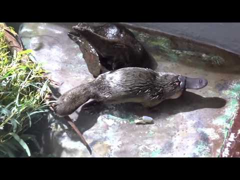 Dziobak, najdziwniejszy ssak świata