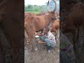 MUSUKUMA NYANDA KABUNDI NA MAZIWA NI HATARI OGOPAAA