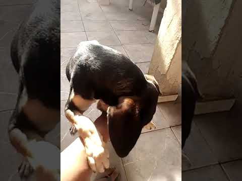 Latrell Cachorro brincalhão lt