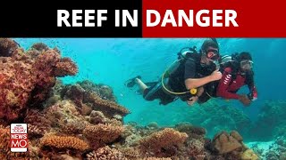 Is Great Barrier Reef In Danger?  | NewsMo