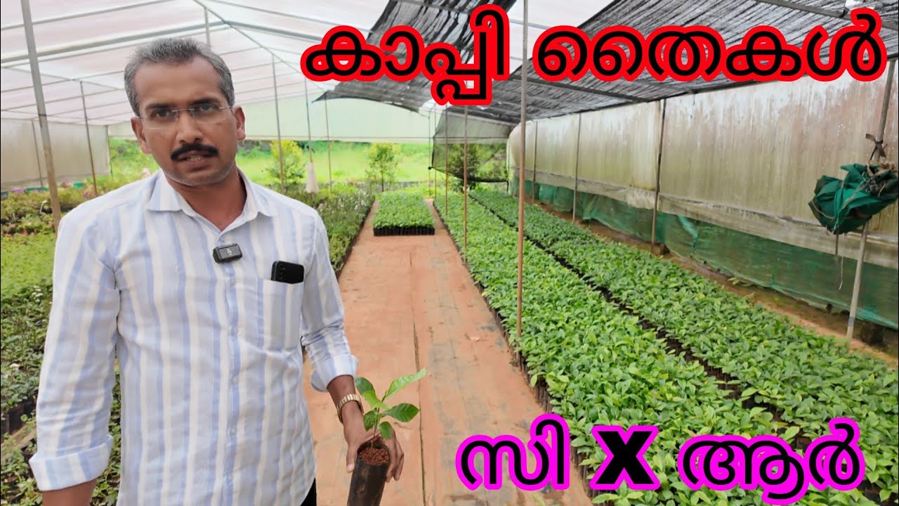 കാപ്പി തൈകൾ  cxr | Coffee seedlings cxr