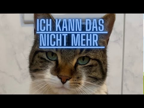 Die ARME KATZE, UND DAS Undankbare Personal!