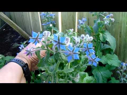 Выращивание огуречной травы (бораго) на Урале падалицей без полива и подкормок.