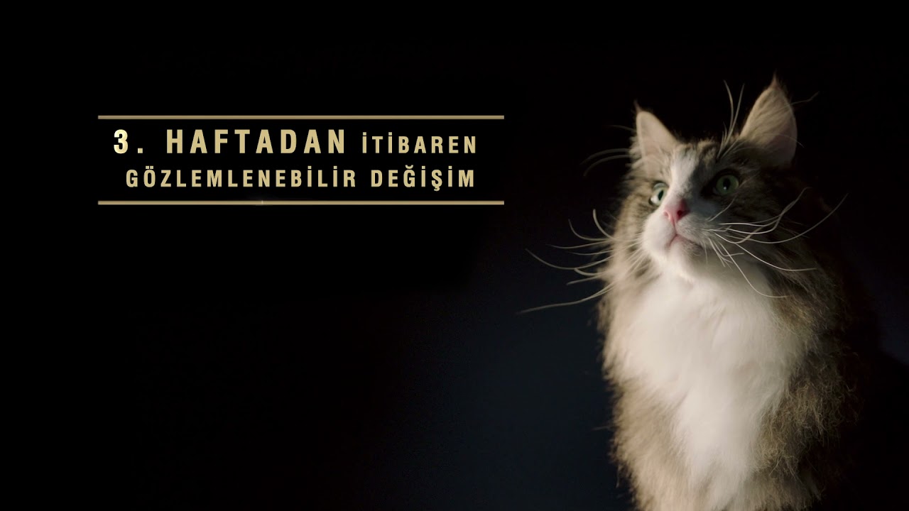 Pro Plan LiveClear 7+ Hindili Alerjen Azaltan Kısırlaştırılmış Yaşlı Kedi Maması 1,4kg tanıtım video görseli