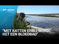 Gigantische grote sternkolonie met water beschermd tegen roofdieren