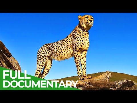 On the Cape of Wild Animals