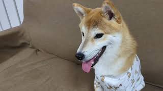 着せてみた。#柴犬#犬との暮らし#日常#面白い？#かわいい？#shibainu
