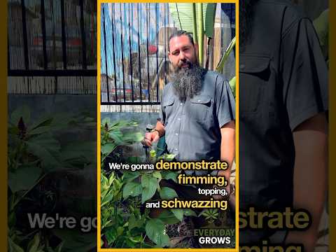 FIM vs Topping vs Schwazzing – Which Technique Explodes Yields the Most?