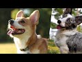 Corgi Galés de Pembroke - Dogs 101 - PEMBROKE WELSH CORGI - Top Dog Facts About the PEMBROKE WELSH CORGI Corgi Galés de Pembroke - Dogs 101 - PEMBROKE WELSH CORGI - Top Dog Facts About the PEMBROKE WELSH CORGI