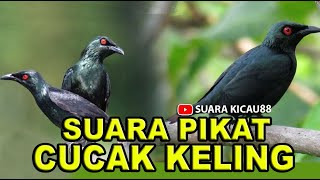 Download lagu SUARA PIKAT BURUNG CUCAK KELING, DIJAMIN AMPUH mp3 Download lagu SUARA PIKAT BURUNG CUCAK KELING, DIJAMIN AMPUH mp3