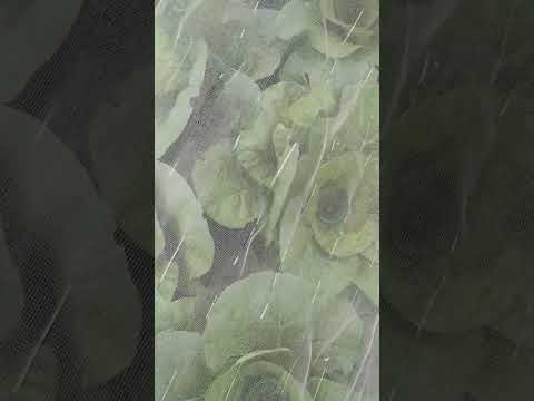 コテージガーデン 薬用菜園 黄色い花を持つ薬用植物 キンセンカ・エフィシナリス