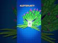 Costasiella Kuroshimae - The Solar Power Sea Slug@ #shorts