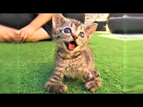 Tiny Kitten with Deformed Front Legs Won't Stop His Zooming After Rescued