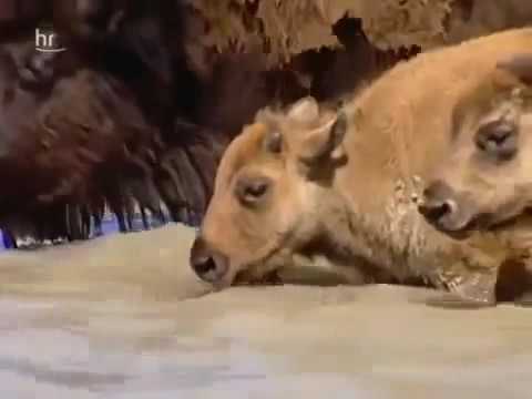 Fabelwesen Bison Doku deutsch