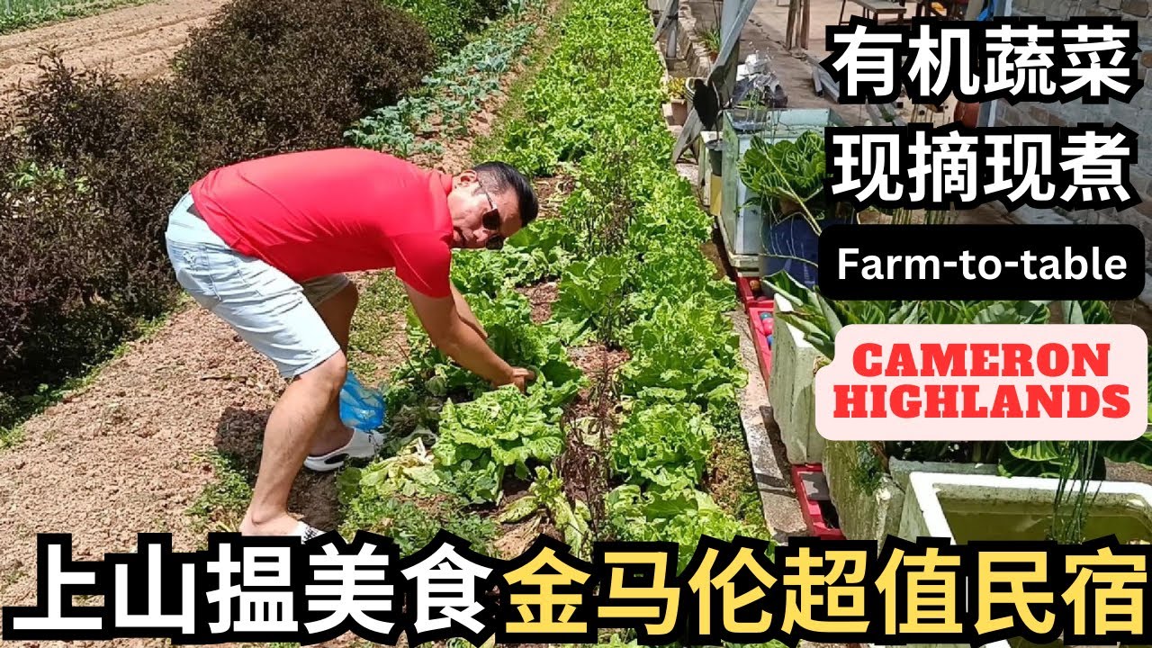 [金马伦Vlog1] 天高气爽享用正宗泰国餐 有机蔬菜现摘现煮 | 超大花园住宿仅需Rm130 | Cameron Highland: Thai Farm-to-table | Cozy Stay
