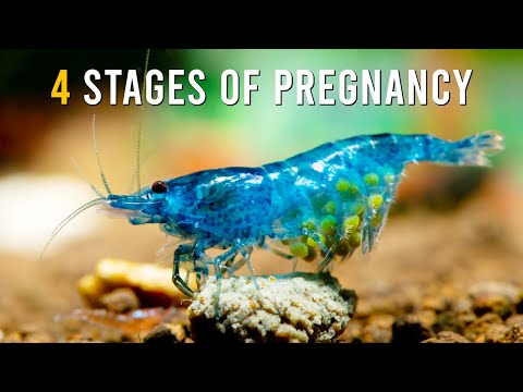 Neocaridina Shrimp BREEDING Guide (Red Cherry & Blue Velvet Shrimp)