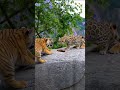 The Leopard Cat Used A Move Foshan Shadowless Kick 佛山无影手