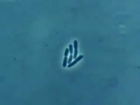 Olha a velocidade que a bactéria se reproduz!