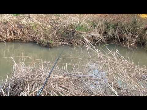 Chub, Roach & Dace - Fishing On Local River - Video 34