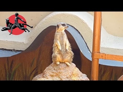 Сурикаты в николаевском зоопарке / Nikolaev Zoo Surikate House