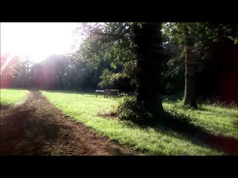 Warren Hill. Newmarket H.W. 13 of 13 Age of Oak Trees