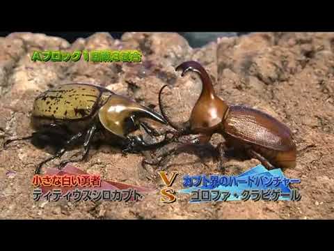 Rhino beetle war competitions! What is the strongest rhino beetle?