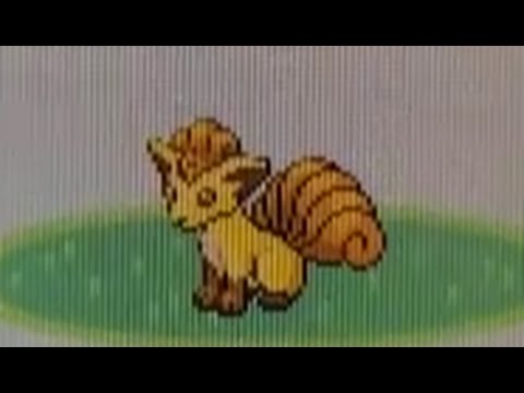 Live!! Shiny Vulpix in Pokemon Ruby!!