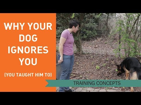 YouTube video about: Why does my dog not like me sniffing him?