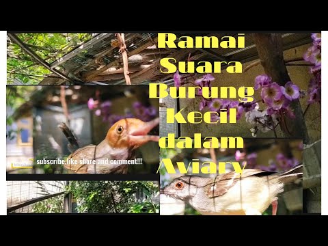 #KoloniBurcil #AviaryBurungKecil RAME SUARA BURUNG KECIL DALAM AVIARY