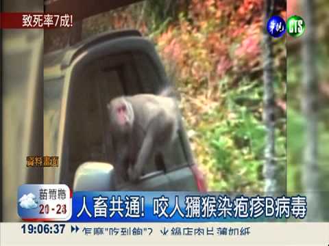 咬人獼猴染疱疹B病毒 致死率7成
