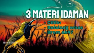 Download lagu 🔴MASTERAN SOGON 3 MATERI IDAMAN! Cililin, Belalang Emas & Brem AK47 – Kombinasi SADIS #sogongacor mp3