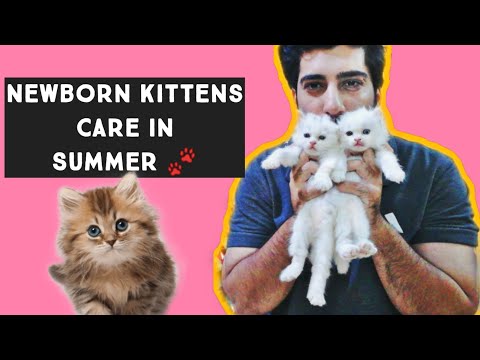 Newborn Kittens Care in Summer | How to take care of Newborn Kittens Mother cat care | persian cat