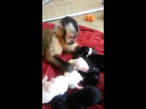 Un mono cuida y da cariño a unos cachorros de perro