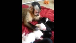 Смотреть онлайн Обезьянка принимает щенков за своих детей