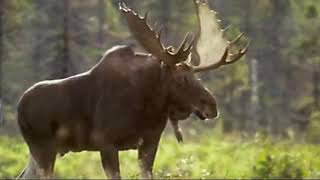 Parti pour la chasse