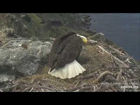 03-19-20 West End eagles; ravens harass Thunder, she protects the egg.