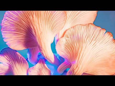 Mushroom Growing Secrets Revealed: The Ultimate Guide to Growing Mushrooms